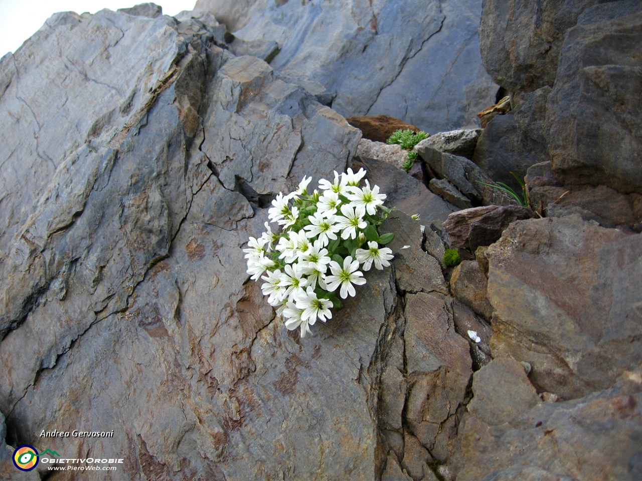 05 fiori sulla roccia.jpg